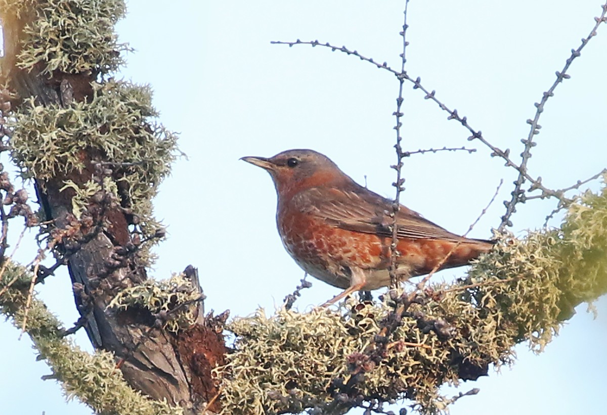 Naumann's Thrush - Andrew Spencer