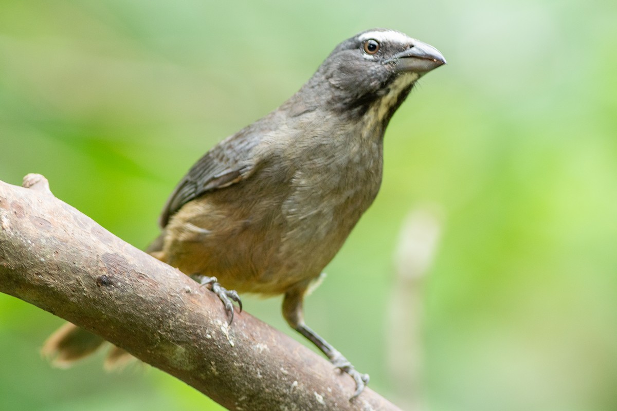 Saltator du Mexique - ML642454578