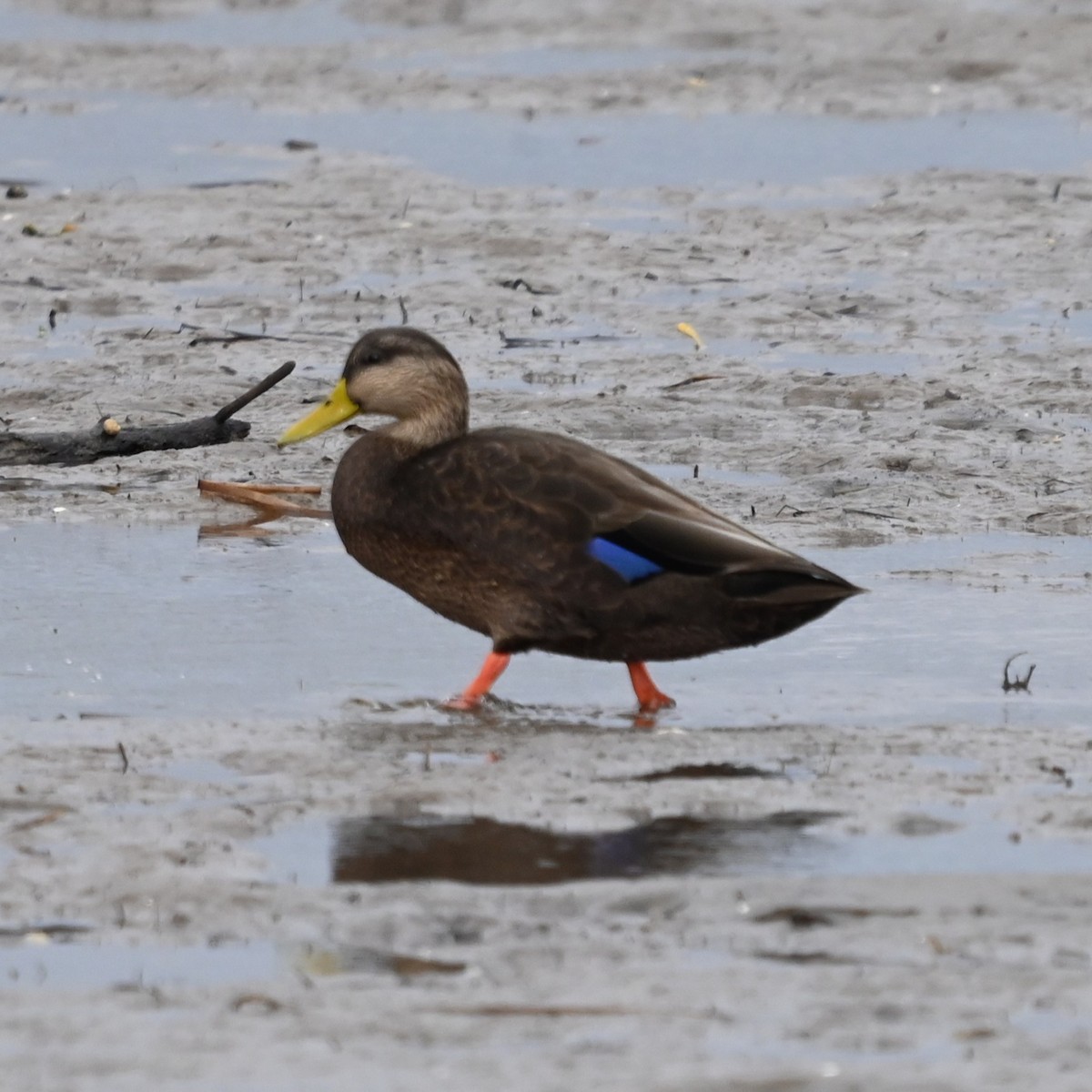 American Black Duck - ML642454592
