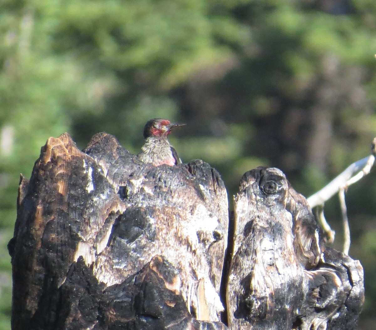 Lewis's Woodpecker - Don Glasco