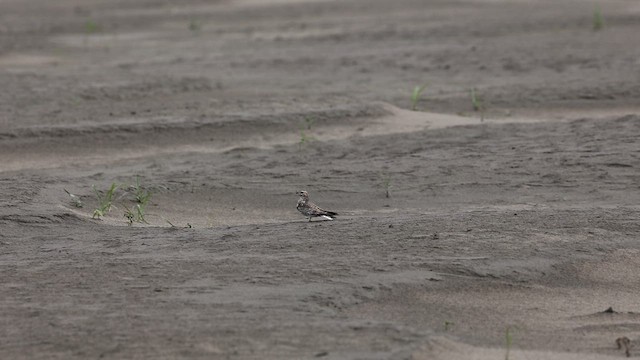 Sand-colored Nighthawk - ML642454630