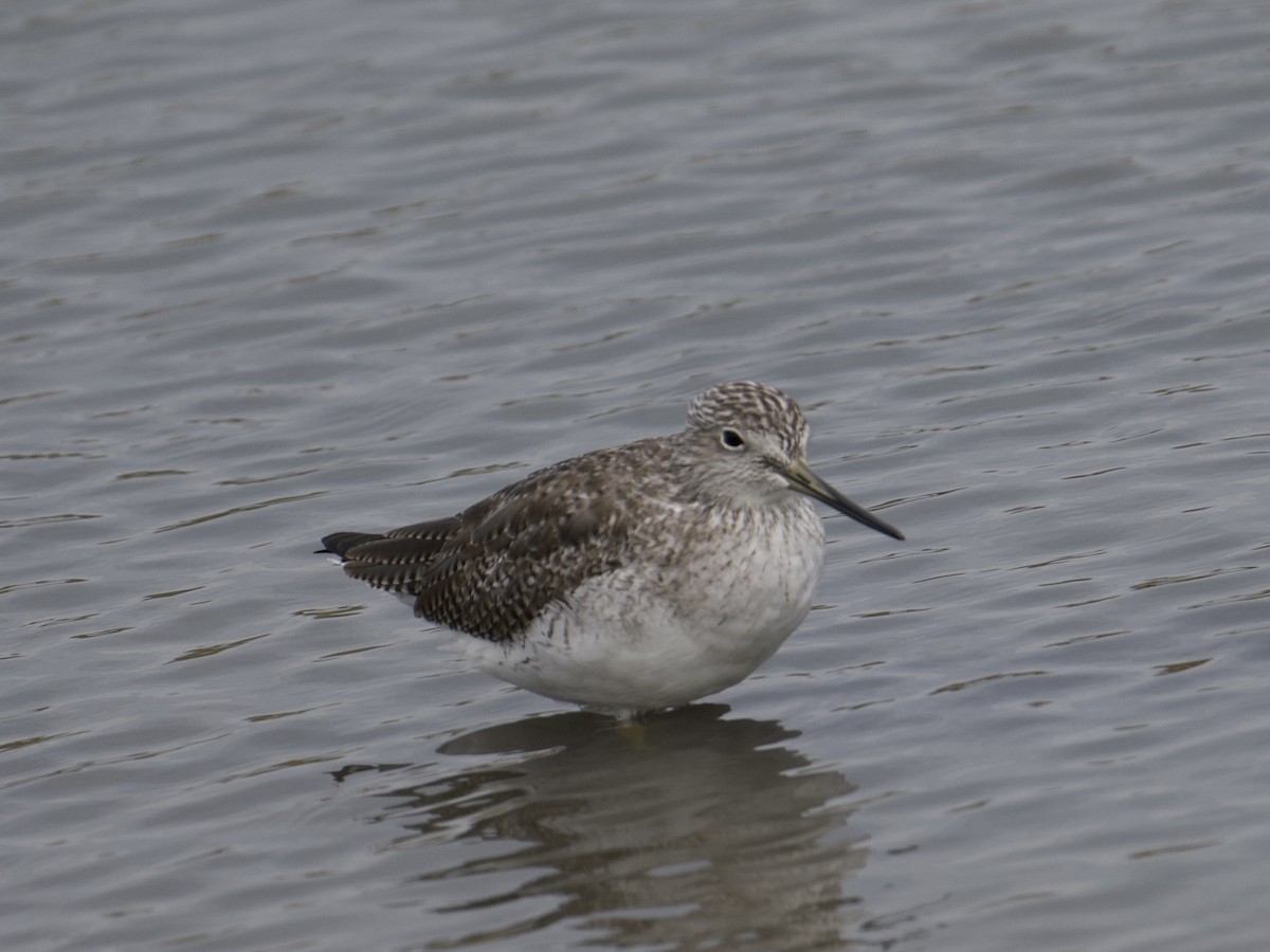 plystresnipe - ML642454650