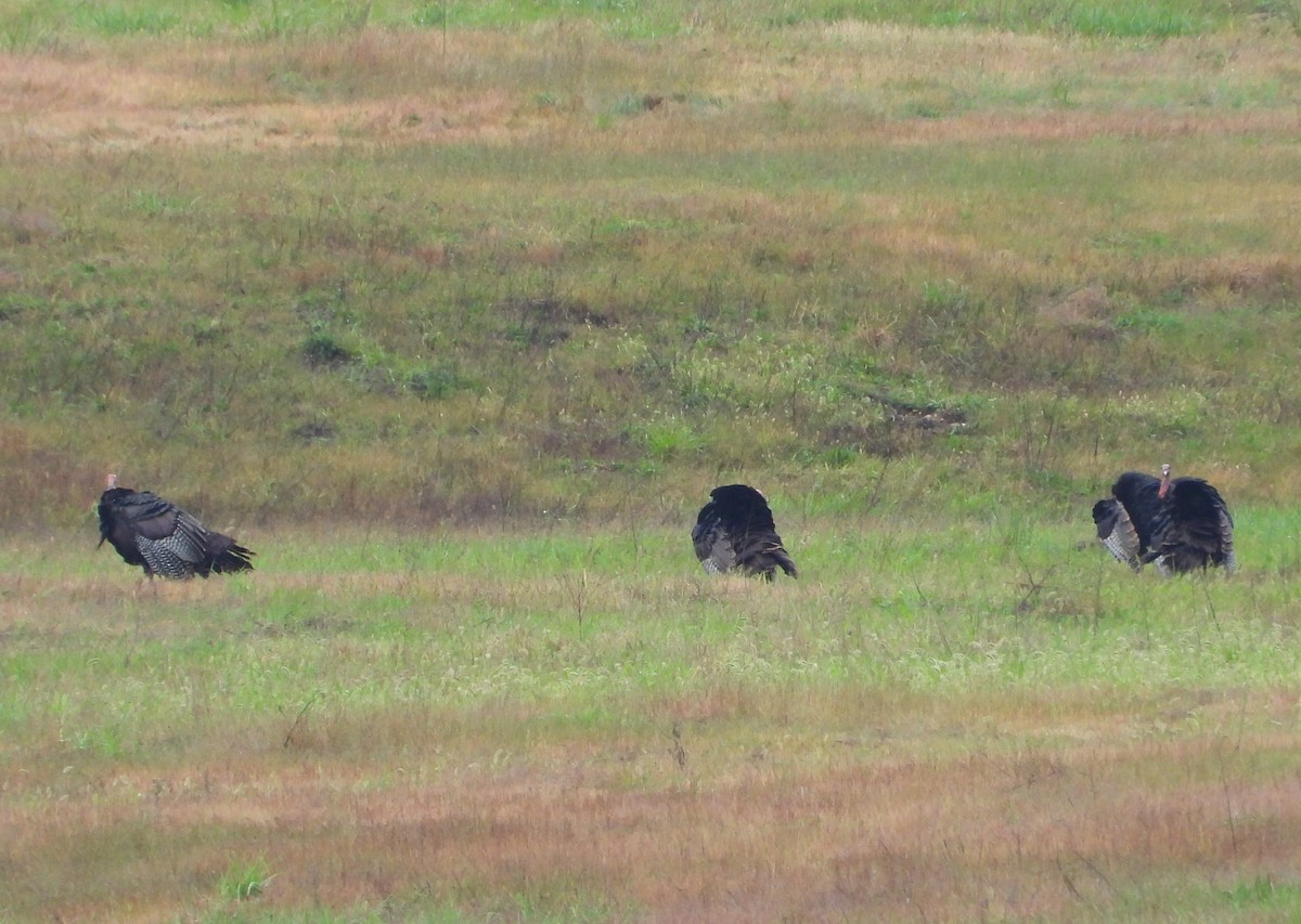 Wild Turkey - ML642454683