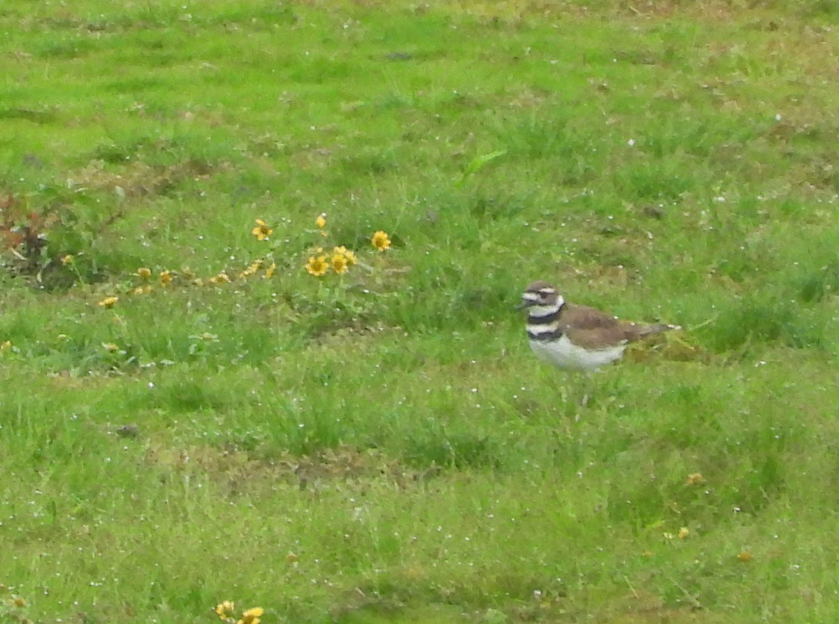 Killdeer - ML642454687