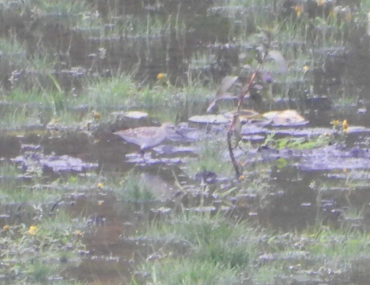 White-rumped Sandpiper - ML642454705