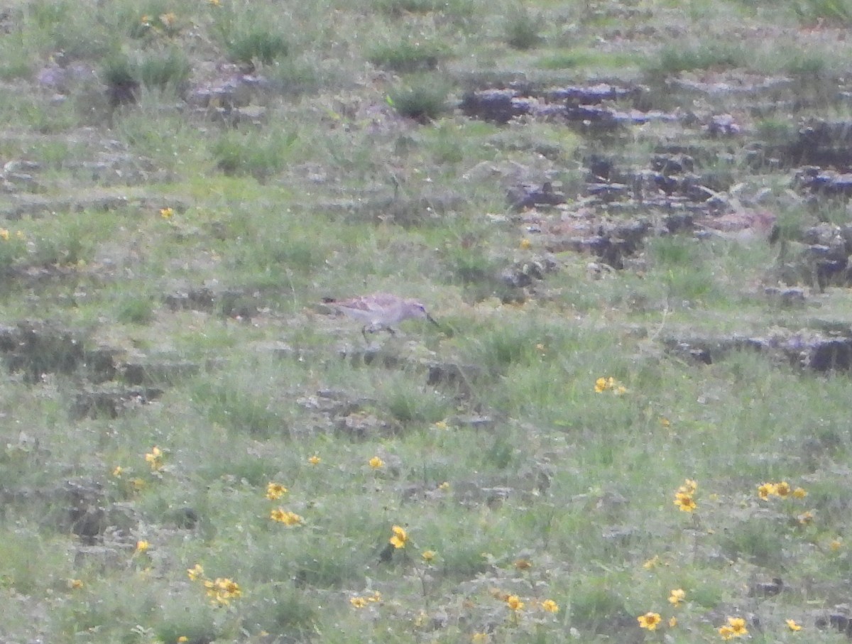 White-rumped Sandpiper - ML642454706