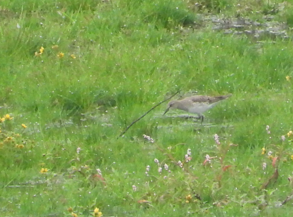 White-rumped Sandpiper - ML642454707