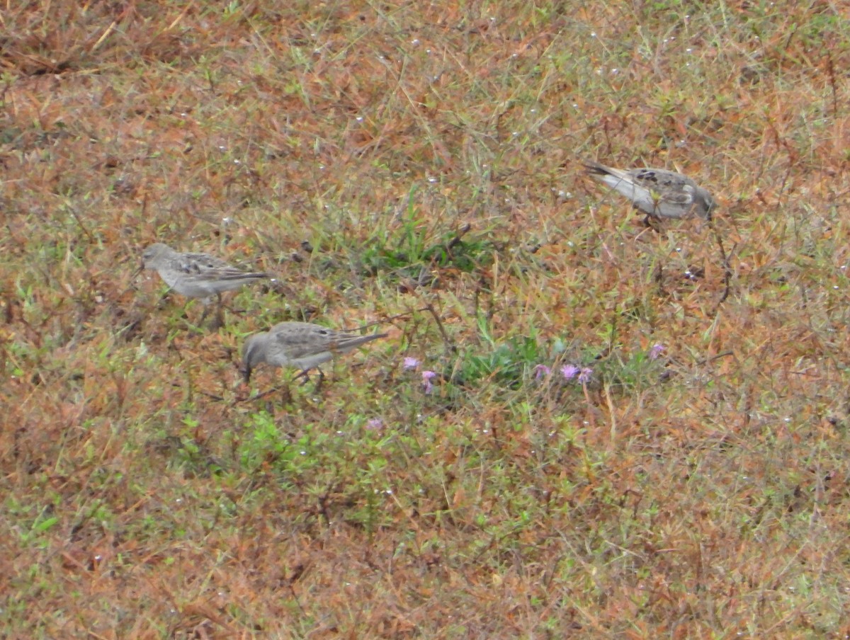 White-rumped Sandpiper - ML642454716