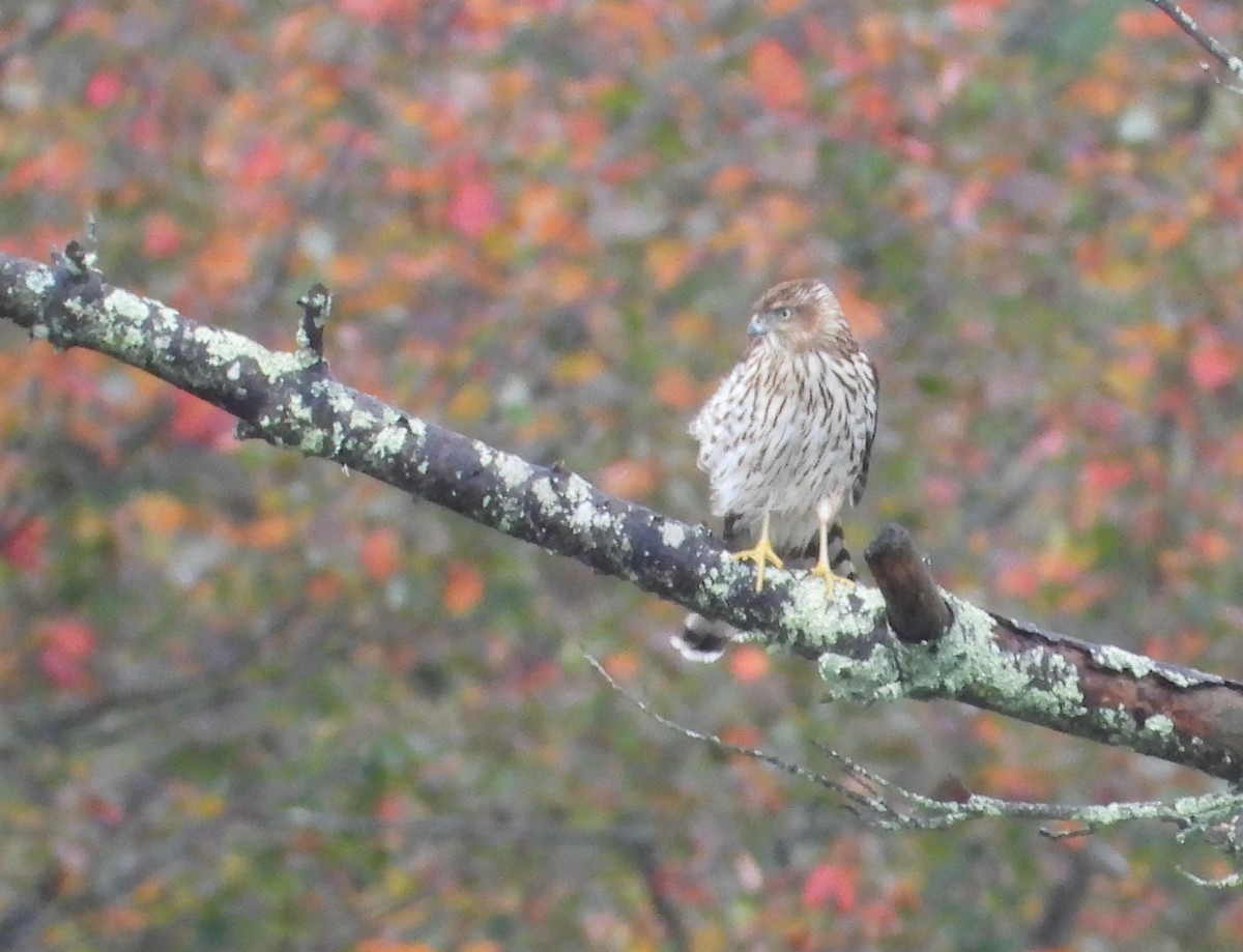 Cooper's Hawk - ML642454778