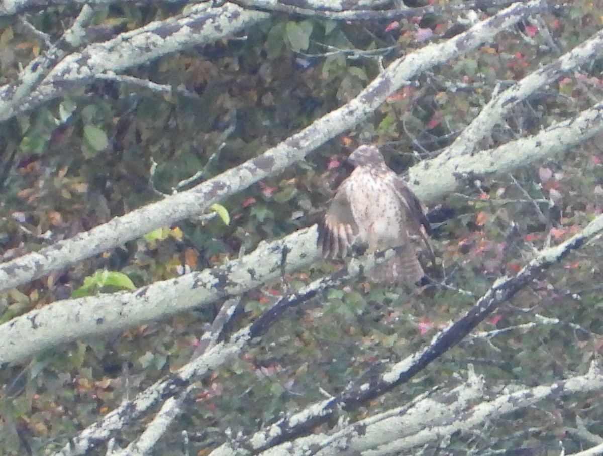 Red-shouldered Hawk - ML642454780