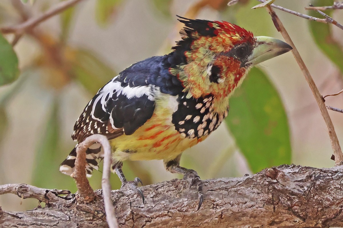 Crested Barbet - ML642454783