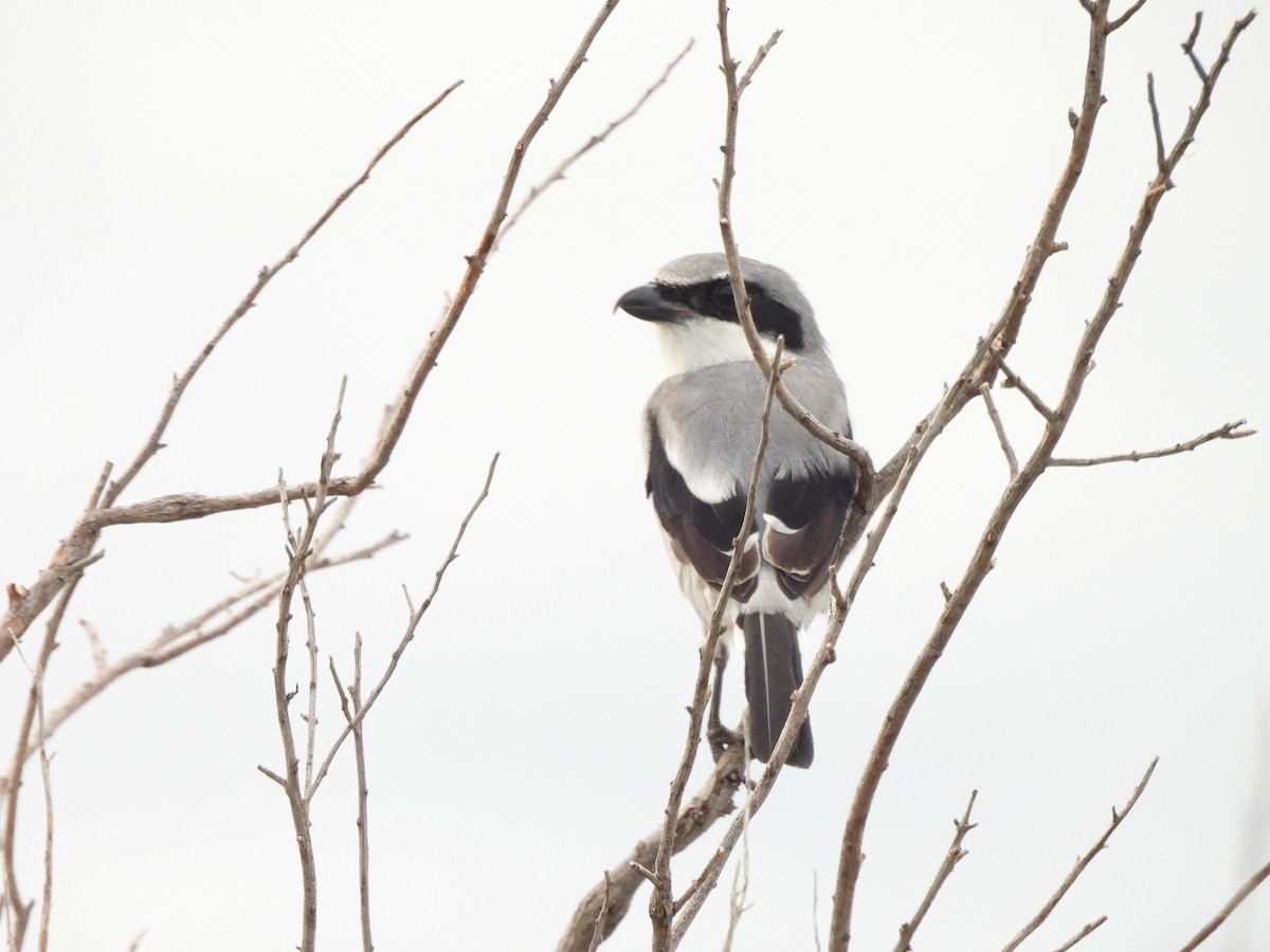 Loggerhead Shrike - ML642454798