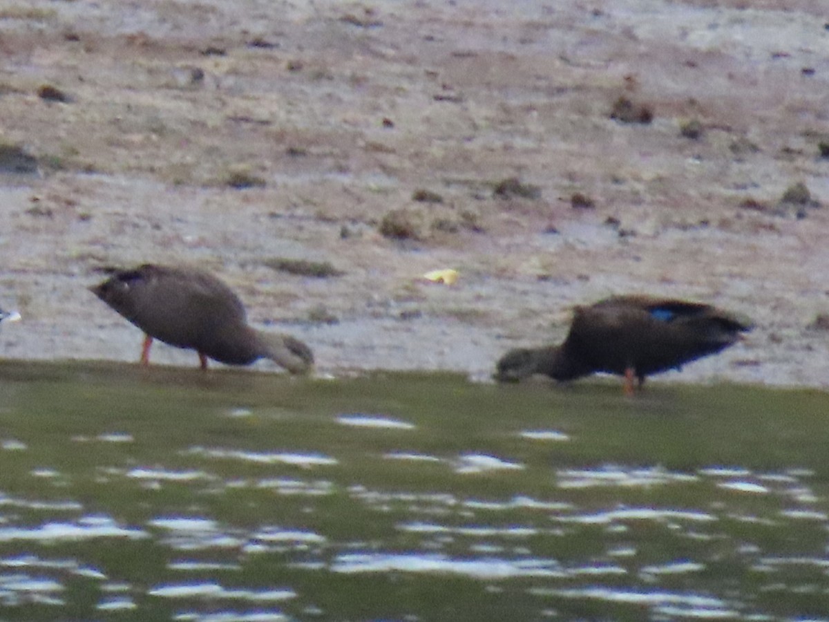American Black Duck - ML642454800