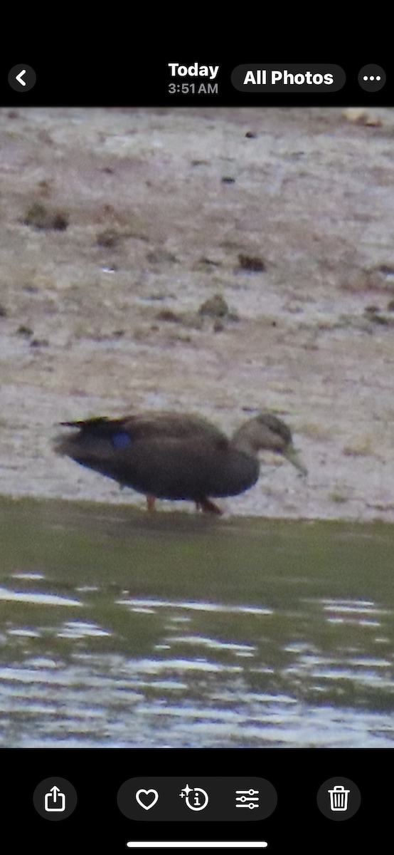 American Black Duck - ML642454801