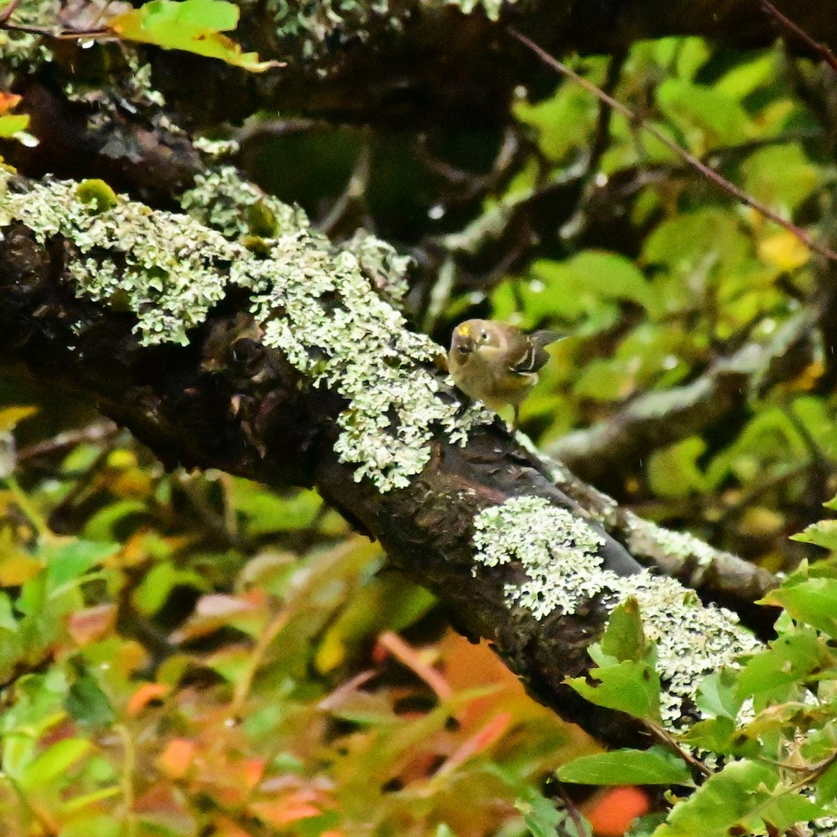 Yellow-rumped Warbler - ML642454803