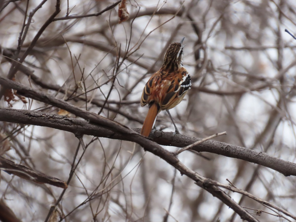 Stripe-backed Antbird - ML642454806