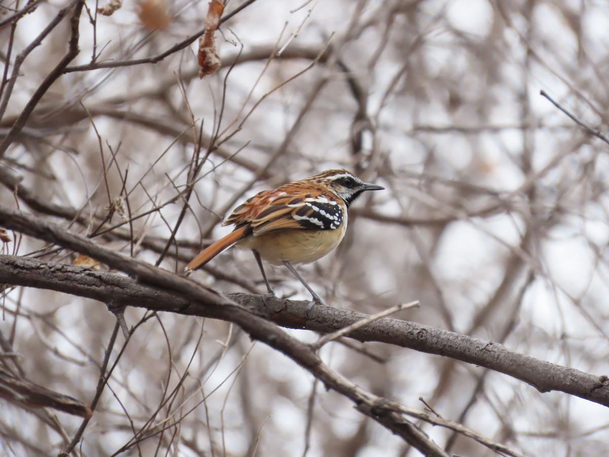 Stripe-backed Antbird - ML642454807