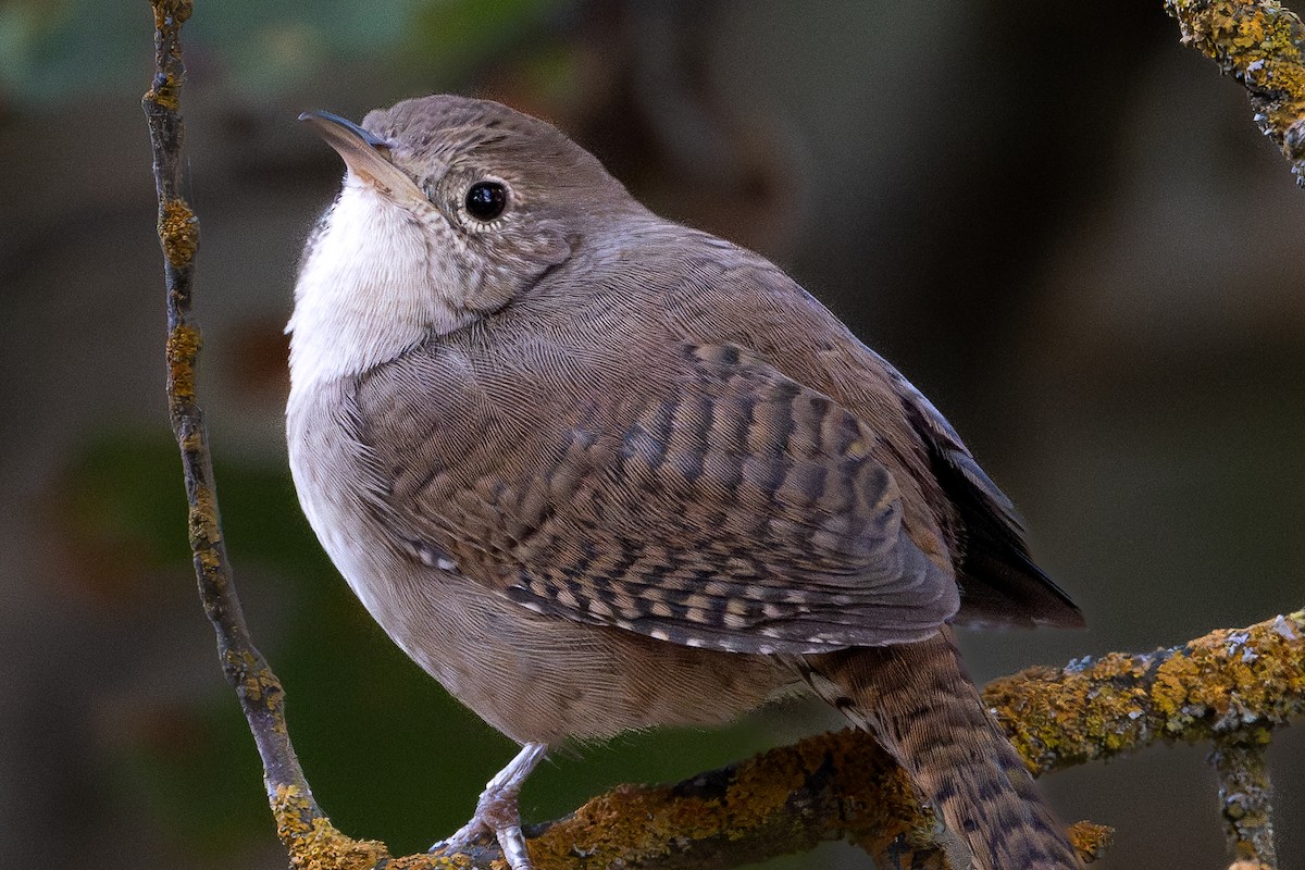Northern House Wren - ML642454809
