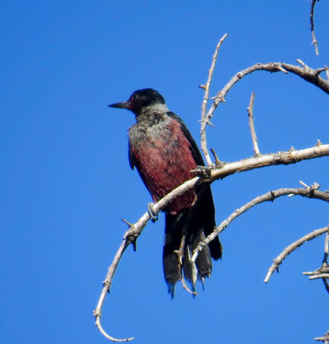 Lewis's Woodpecker - ML64245481