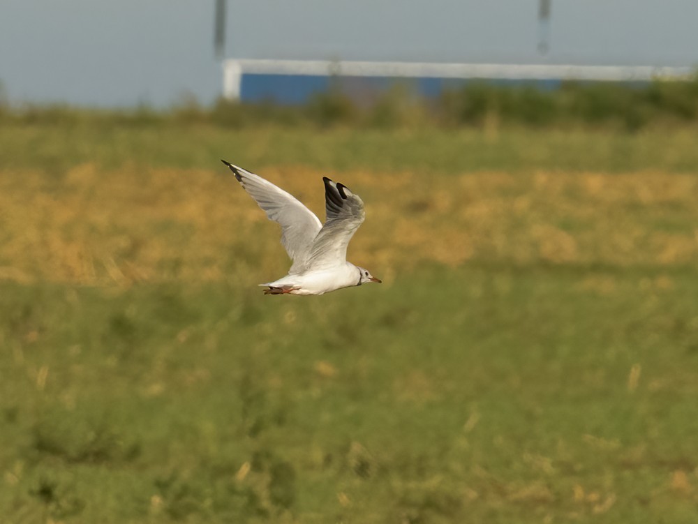 Black-headed Gull - ML642454826