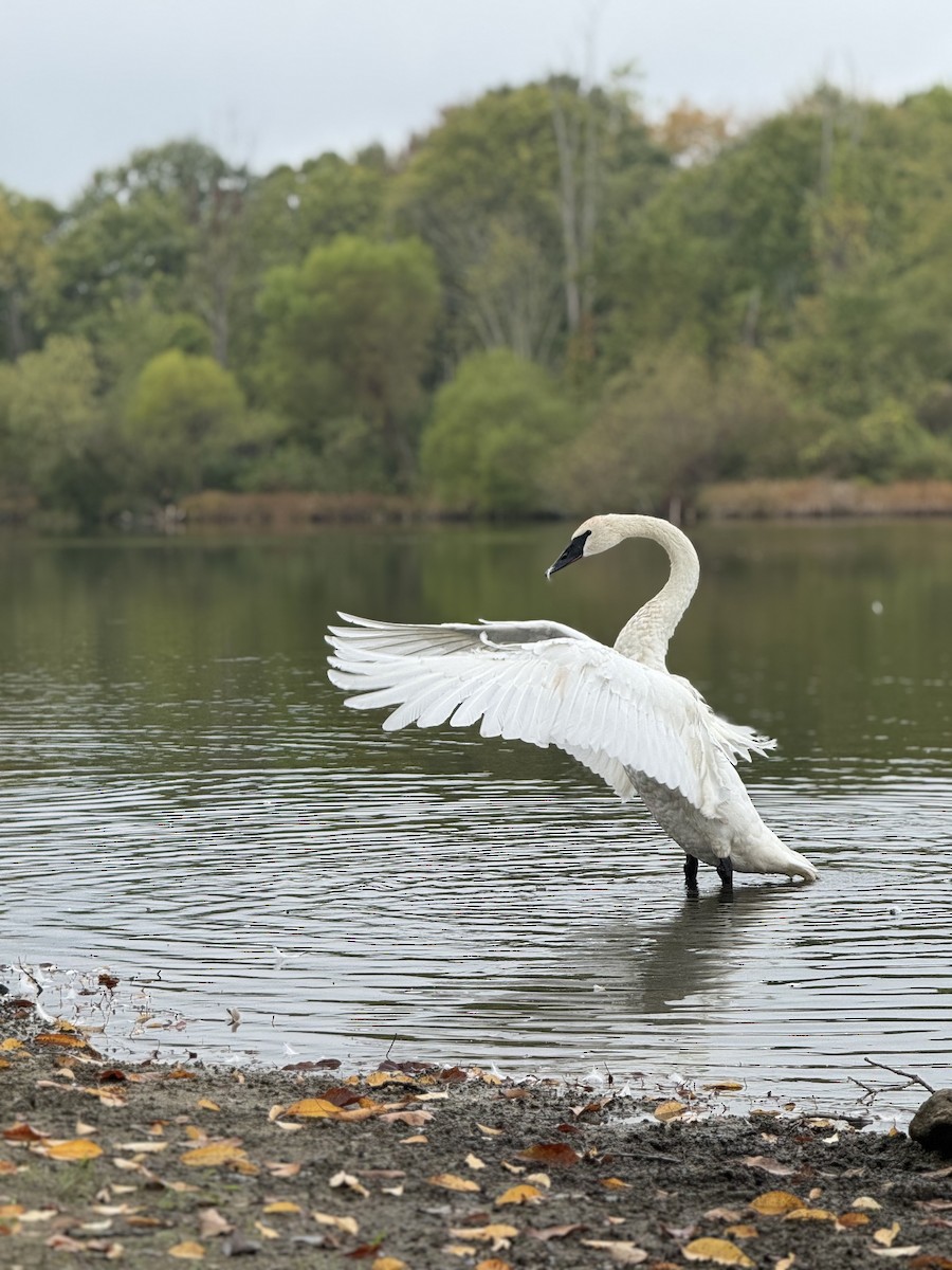 Trumpeter Swan - ML642454837