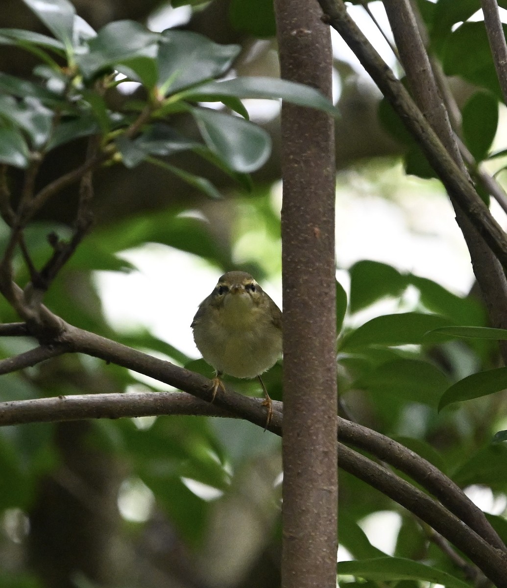 Mosquitero Bilistado - ML642454852