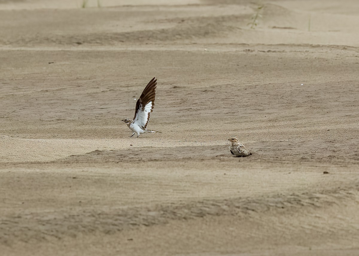 Sand-colored Nighthawk - ML642454866