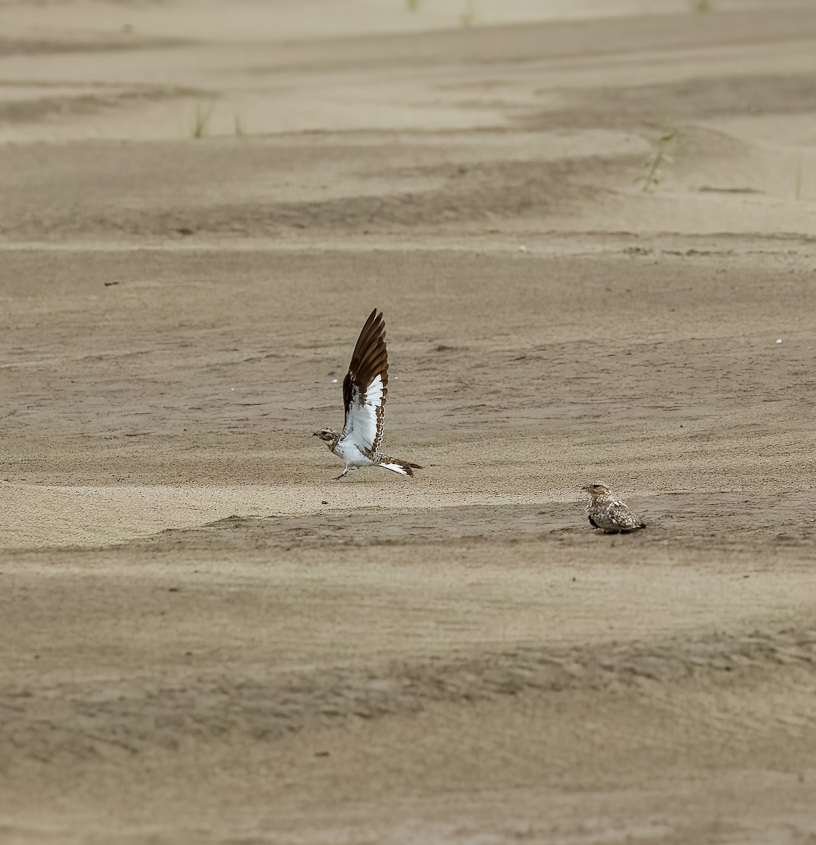 Sand-colored Nighthawk - ML642454867