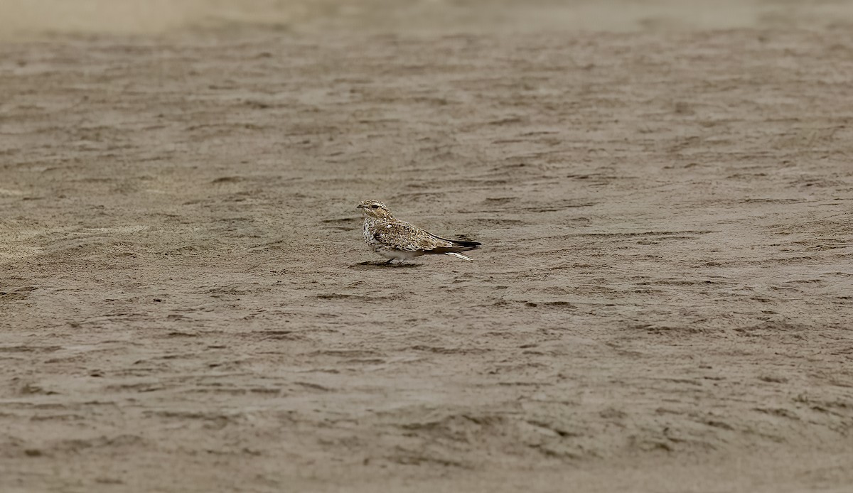 Sand-colored Nighthawk - ML642454873