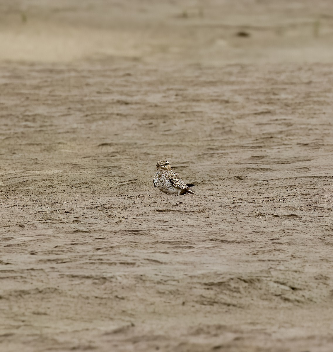 Sand-colored Nighthawk - ML642454874