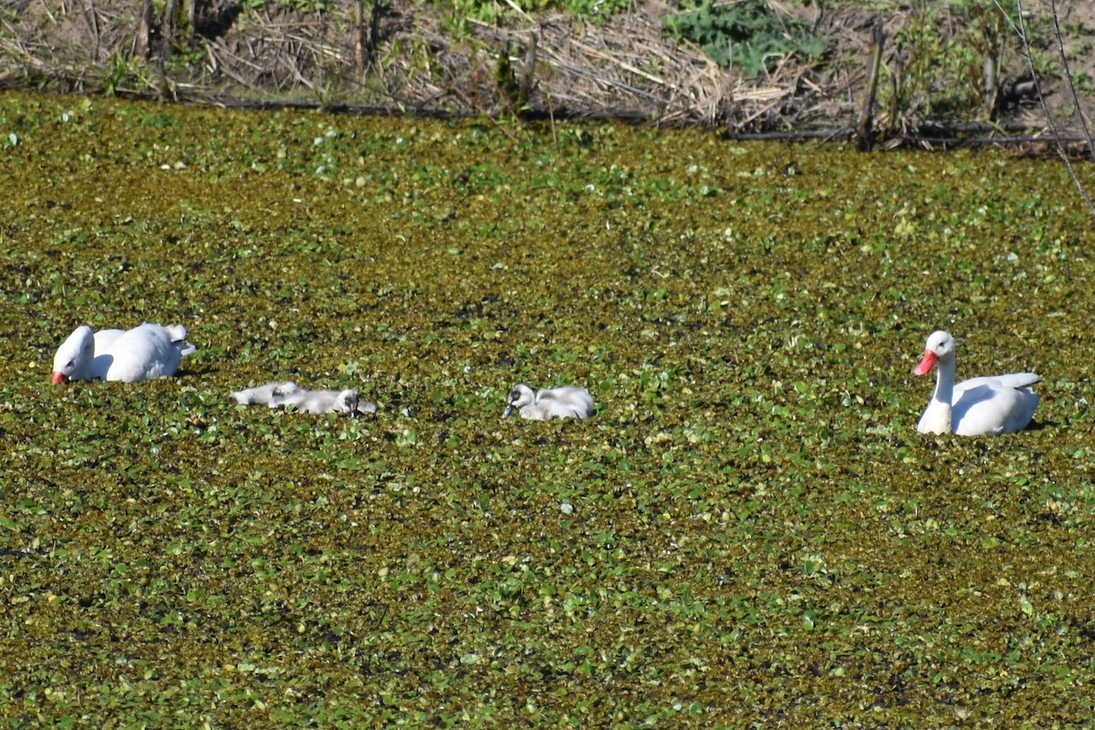 Coscoroba Swan - ML642454883