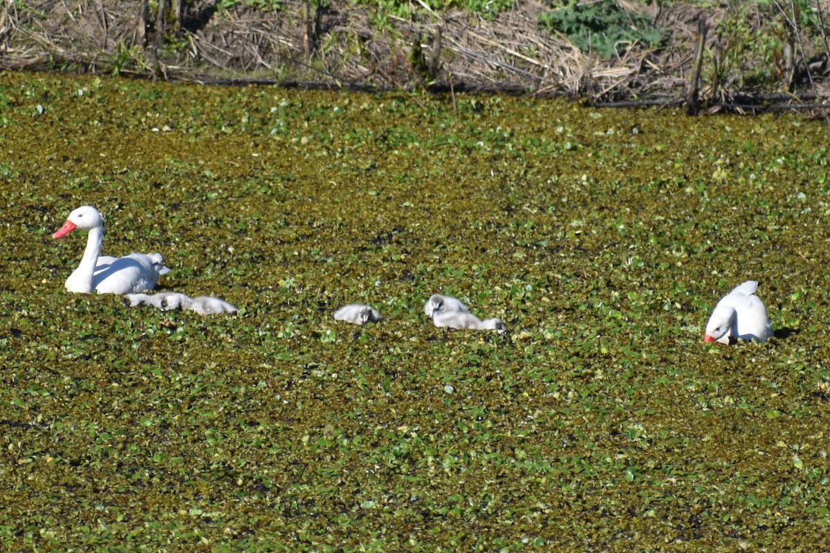 Coscoroba Swan - ML642454884