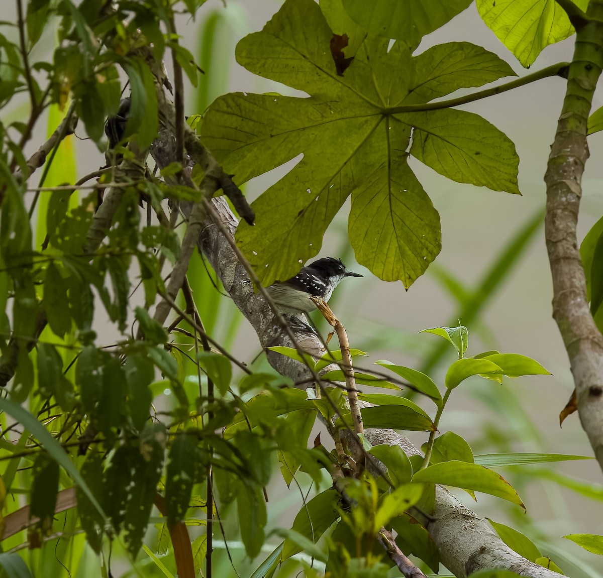 Black-and-white Antbird - ML642454895