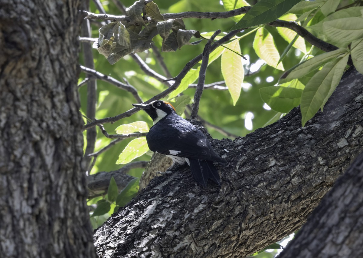 Acorn Woodpecker - ML642454901