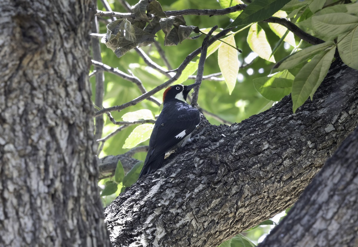 Acorn Woodpecker - ML642454902