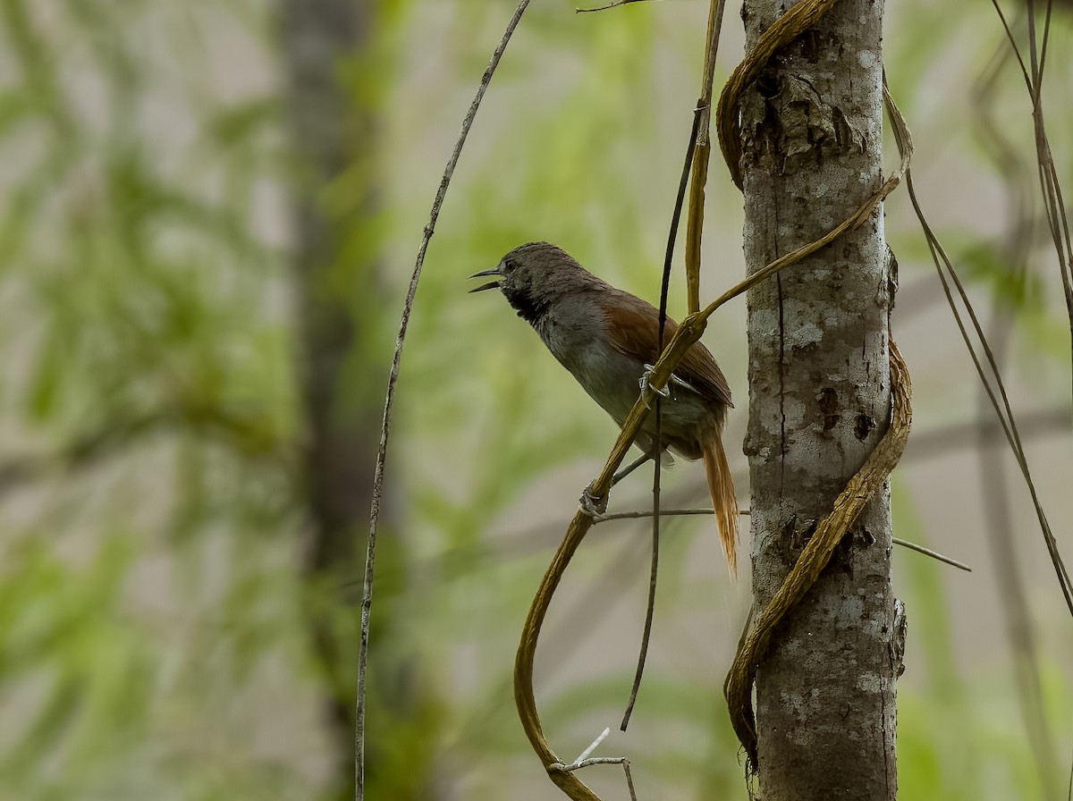 White-bellied Spinetail - ML642454907
