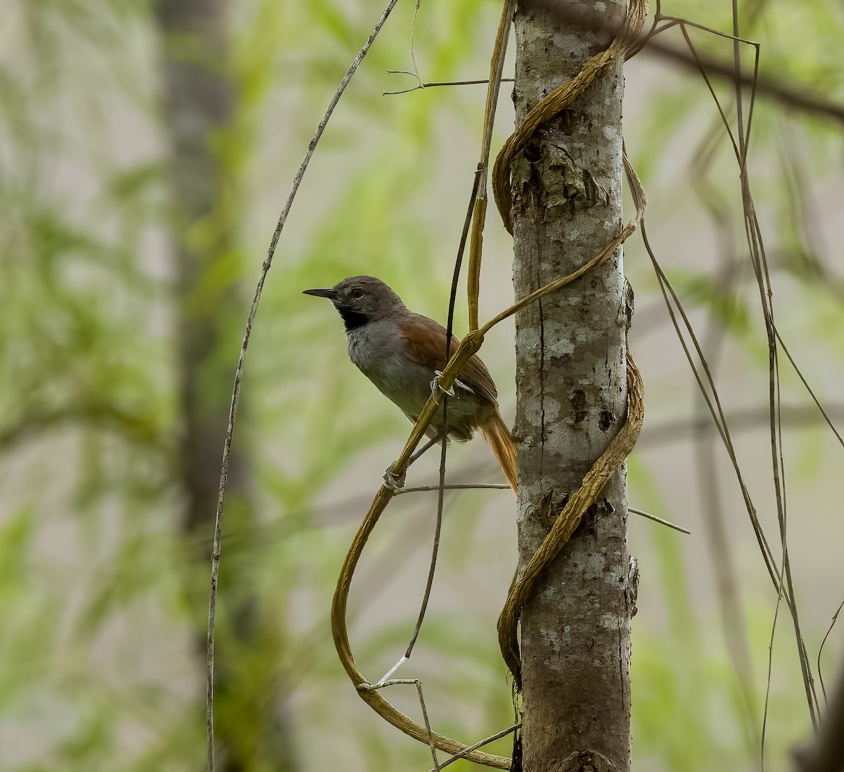 White-bellied Spinetail - ML642454908