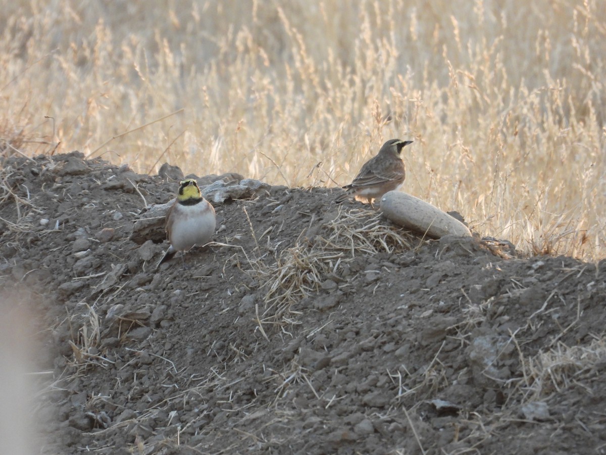Horned Lark - ML642454918