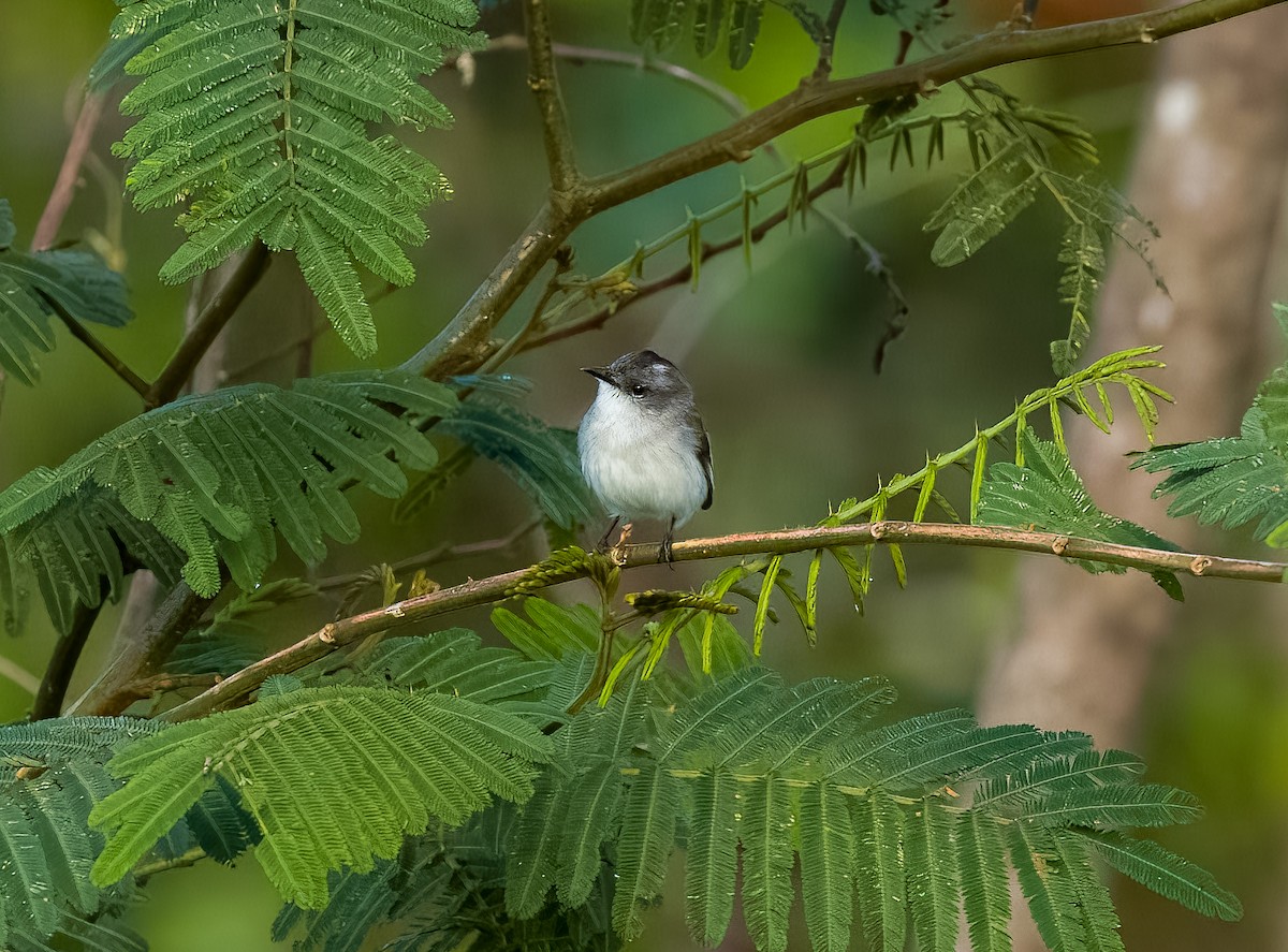 River Tyrannulet - ML642454919