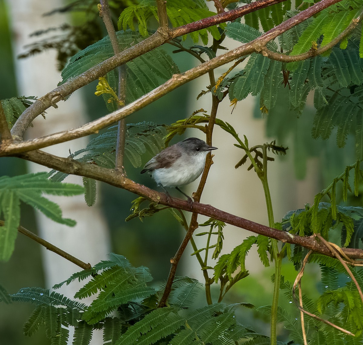 River Tyrannulet - ML642454920
