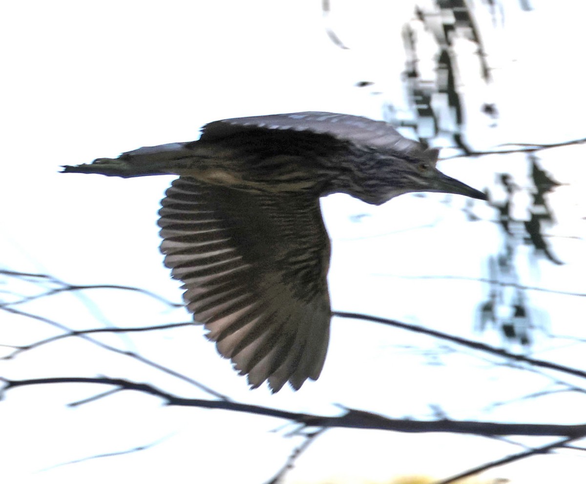 Black-crowned Night Heron - ML642454928