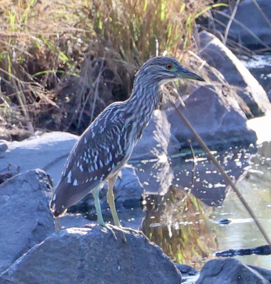 Black-crowned Night Heron - ML642454929