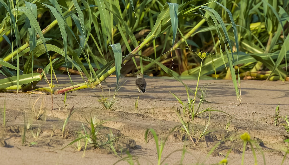Little Ground-Tyrant - ML642454930