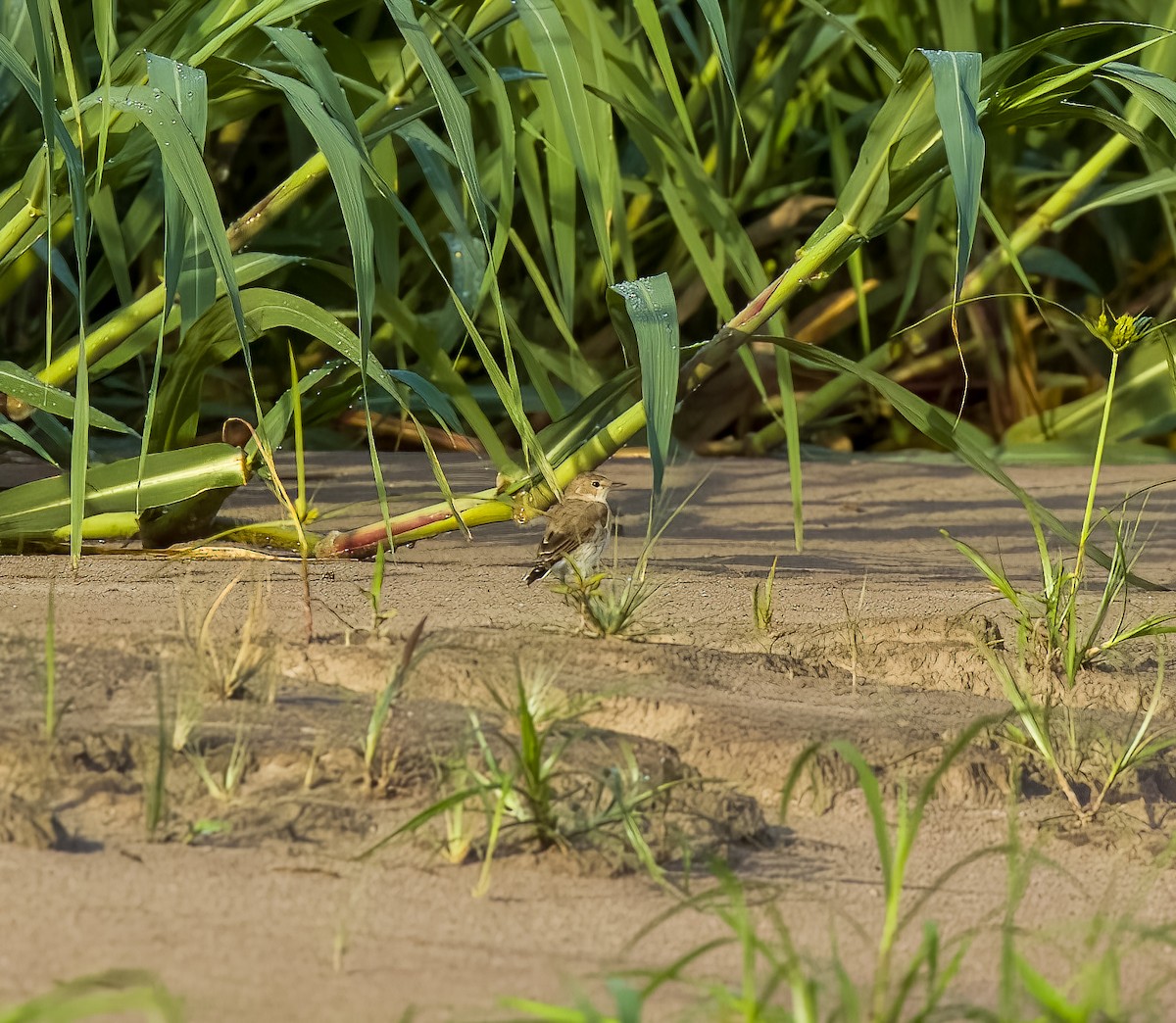 Little Ground-Tyrant - ML642454931