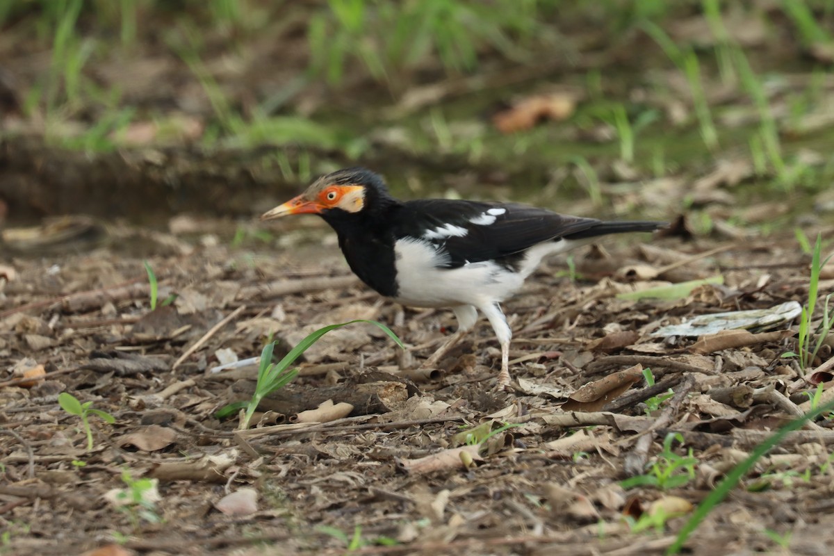 Siamese Pied Starling - ML642454934