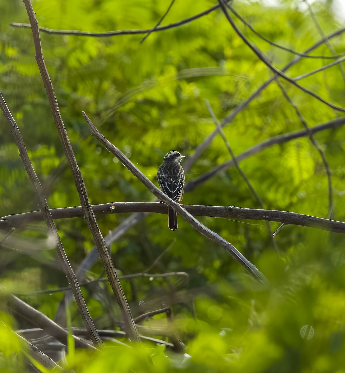 Variegated Flycatcher - ML642454961