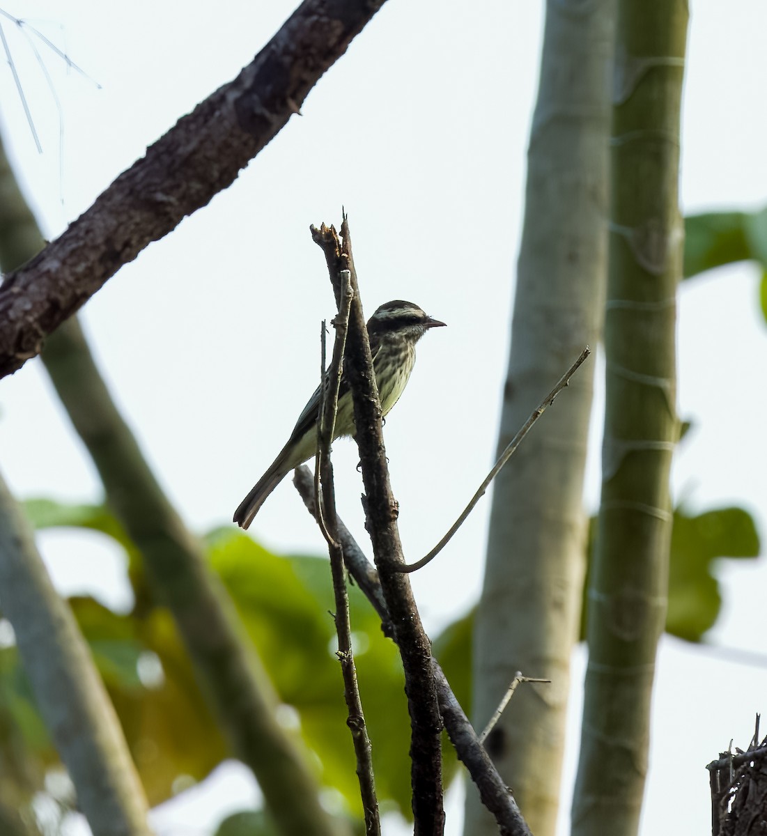 Variegated Flycatcher - ML642454962