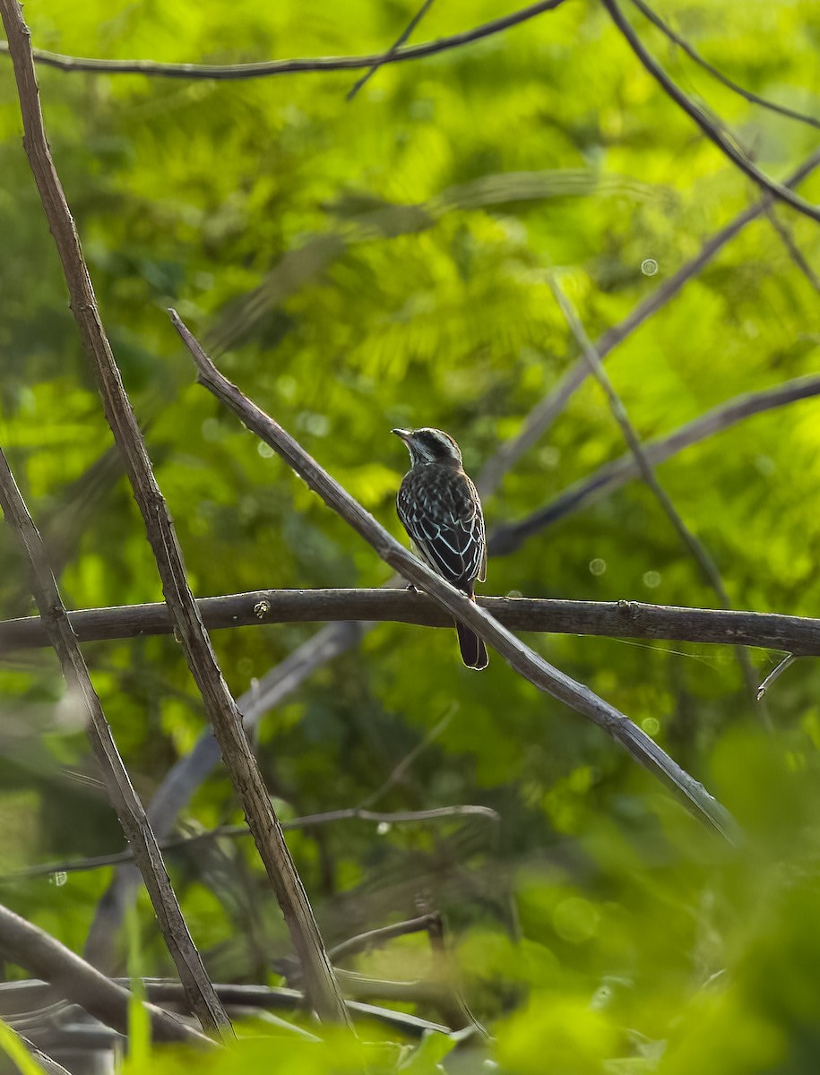 Variegated Flycatcher - ML642454964