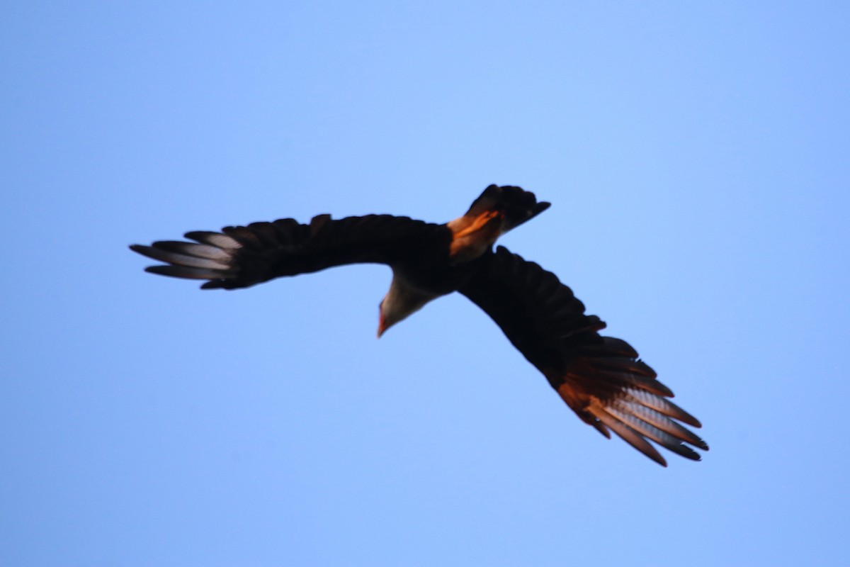 Crested Caracara (Northern) - ML642454965