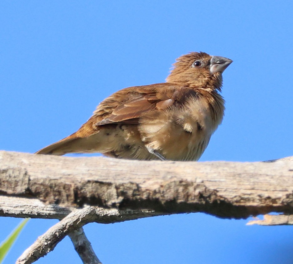 Muskatbronzemännchen - ML642454974